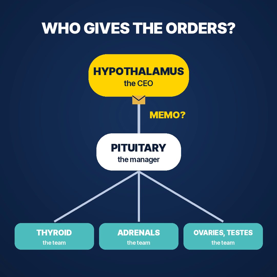 Diagram: the hypothalamus writes the memo, the pituitary manages, and the thyroid, adrenals, ovaries and testes respond