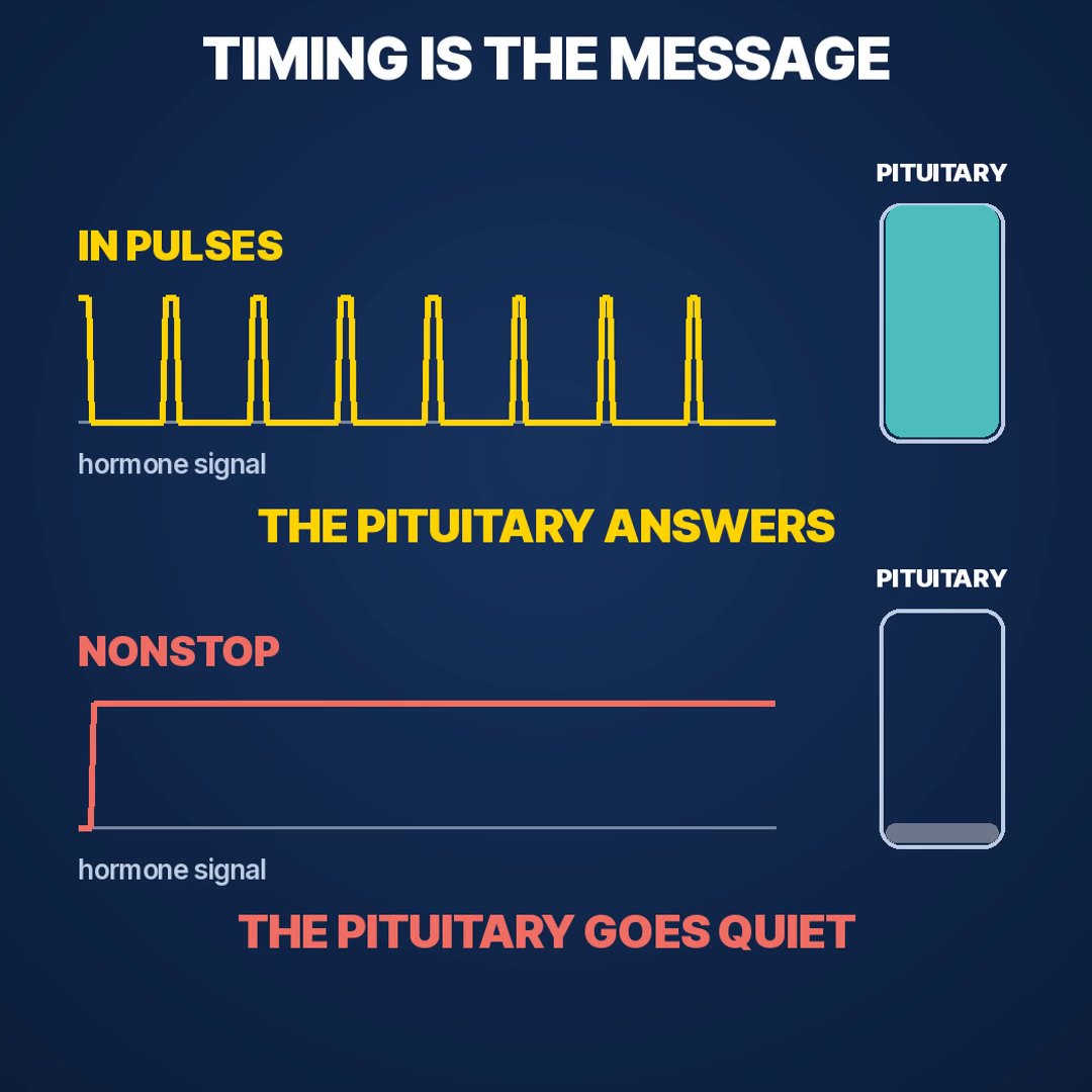 Diagram comparing pulsed and nonstop hormone exposure: pulses keep the pituitary answering, nonstop turns it quiet