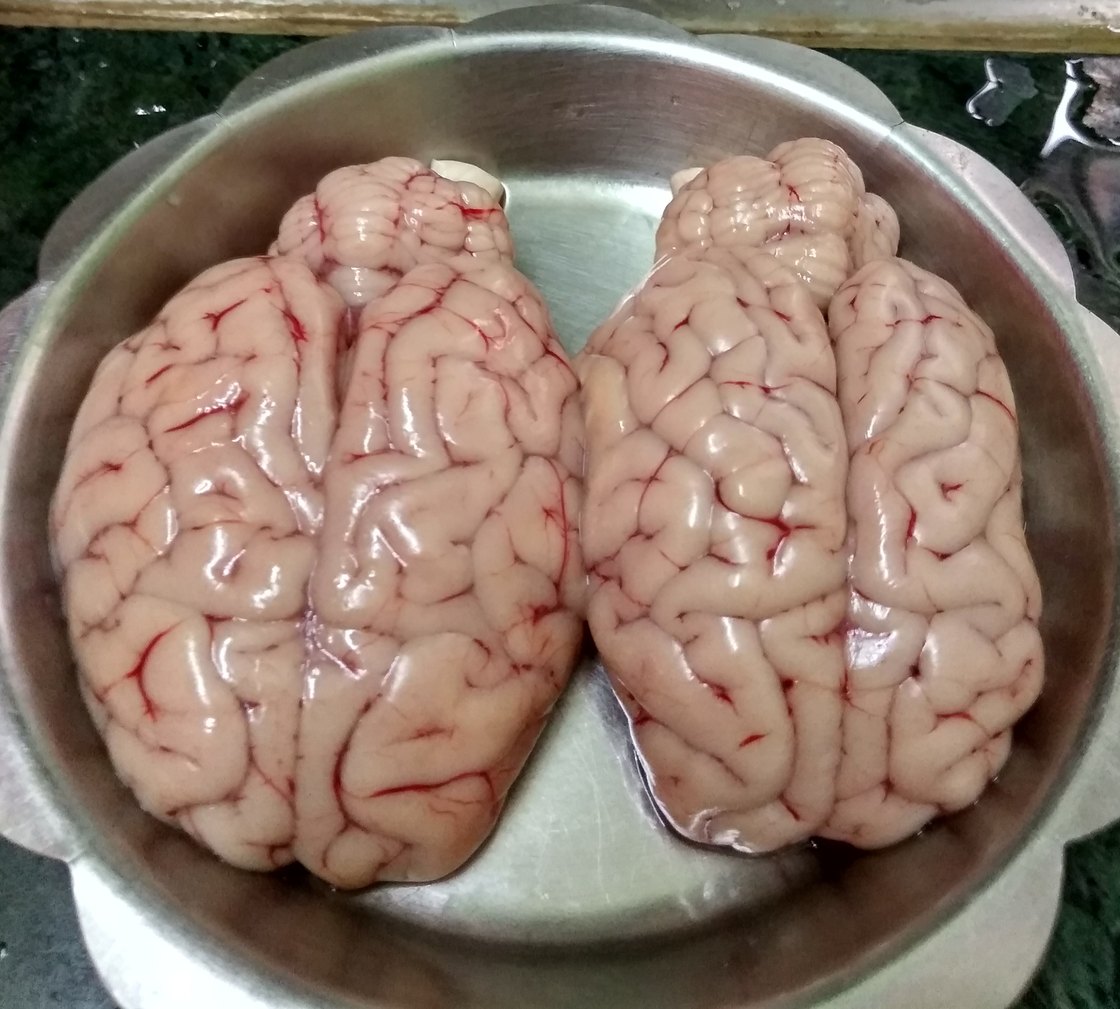 A sheep brain on a tray